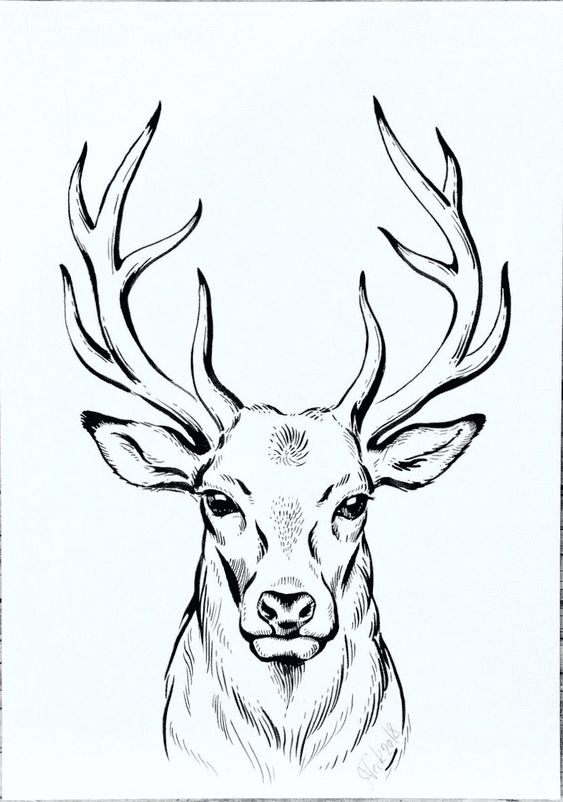 Tattoo Drawings Of Deer